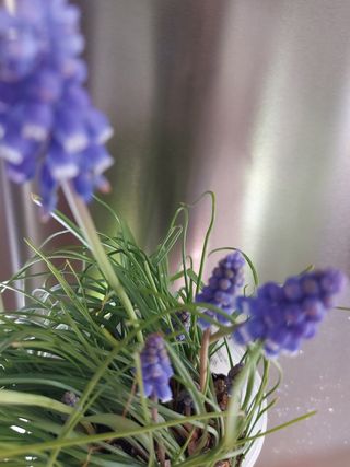 10 Bulbos de Muscari morados