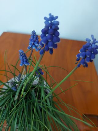 10 Bulbos de Muscari morados