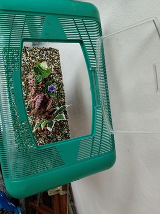 Acquario per pesci o tartarughe