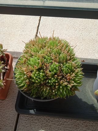Planta Crasa Suculenta