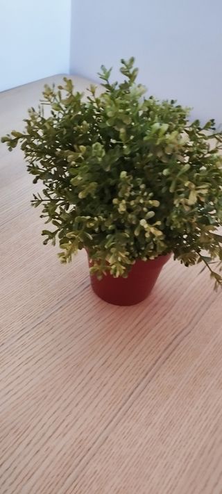Piantine decorative IKEA