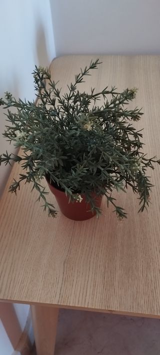 Piantine decorative IKEA