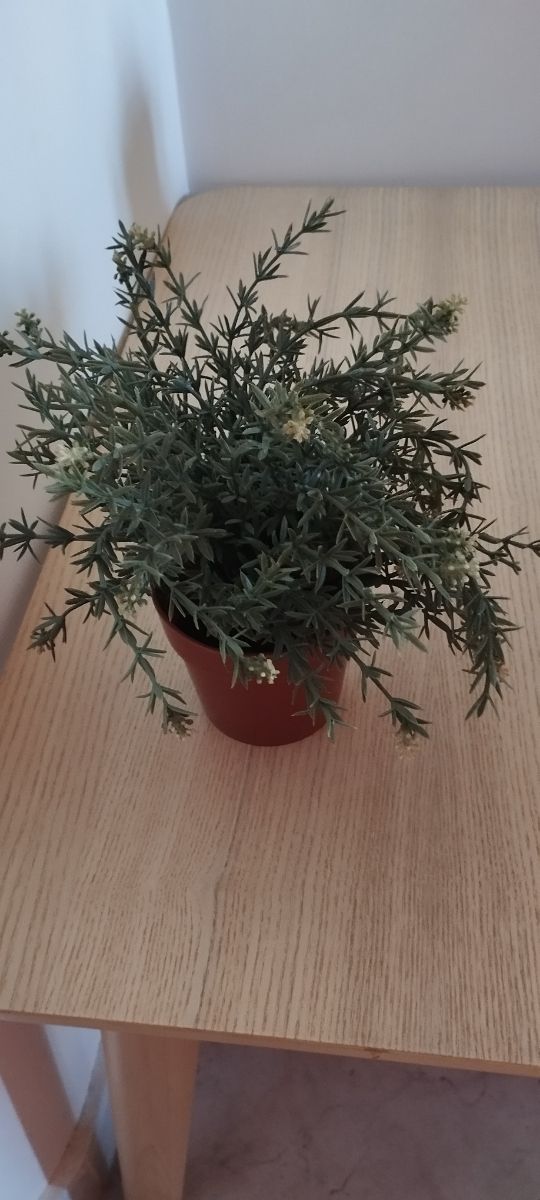 Piantine decorative IKEA
