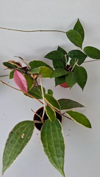 Pack de 3 Suculentas