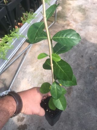 Planta Acerola, Malpighia emarginata