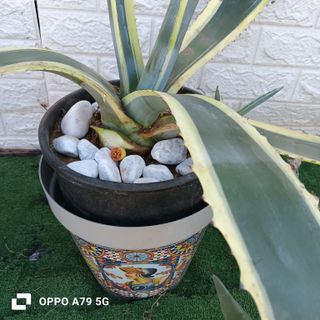 Agave Americana Variegata