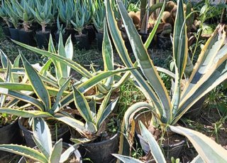 Agave Americana Variegata