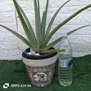 Pianta di Aloe Vera in vaso decorato