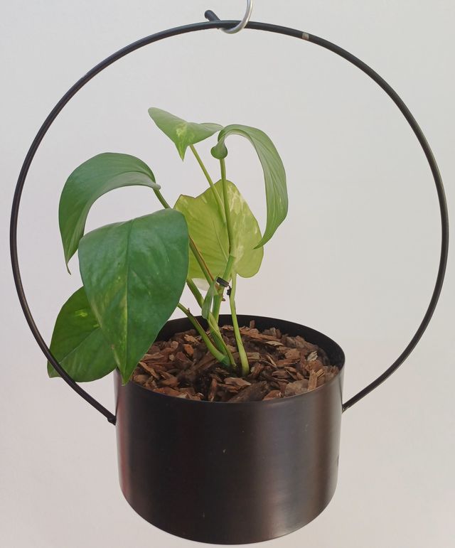 Fioriera sospesa in metallo nero