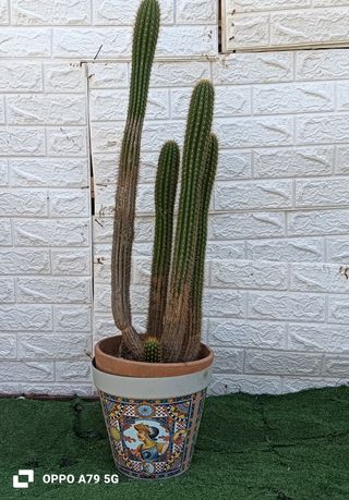 Cactus Parodia Leninghausii