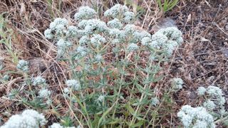 Semillas de Poleo de Monte, planta aromatica