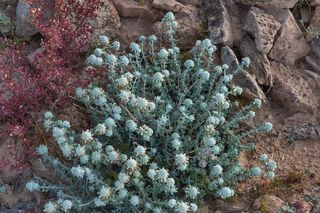 Semillas de Poleo de Monte, planta aromatica