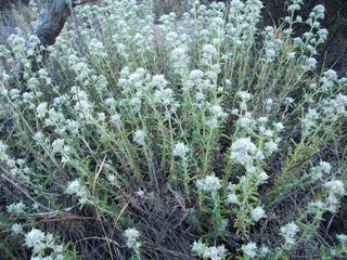 Semillas de Poleo de Monte, planta aromatica