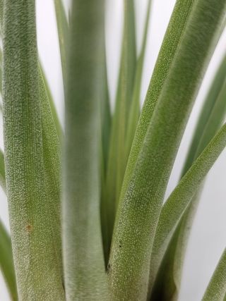 Tillandsia tricolor clavel de aire planta de aire