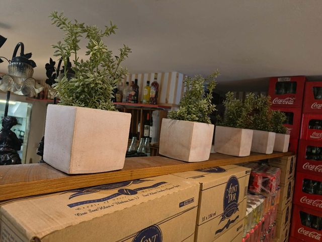 Plantas decorativas en maceta