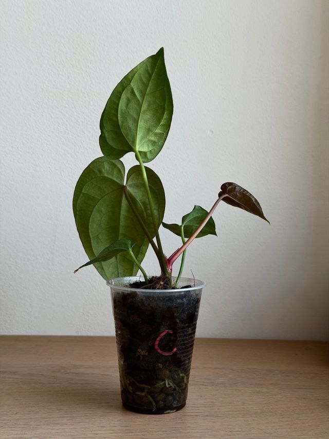 Anthurium Crystallinum Dark x ((CarlaxBVEP)xDP) C