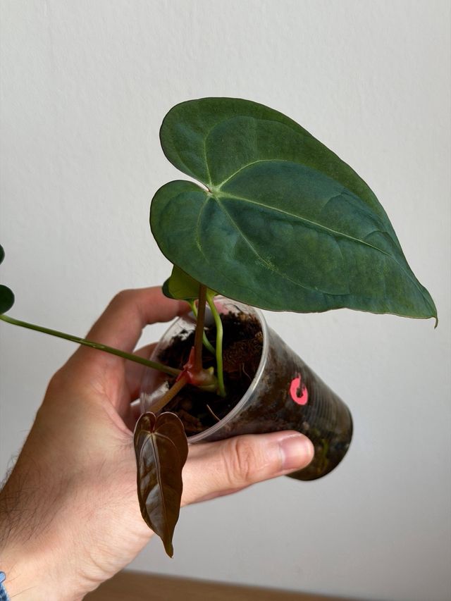 Anthurium Crystallinum Dark x ((CarlaxBVEP)xDP) C