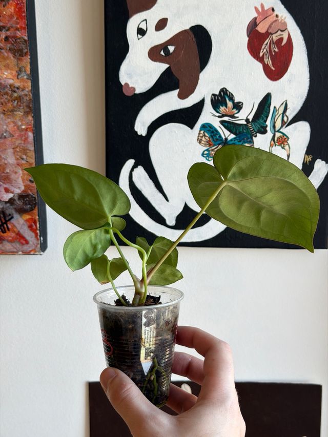 Anthurium Crystallinum Dark x ((CarlaxBVEP)xDP) B