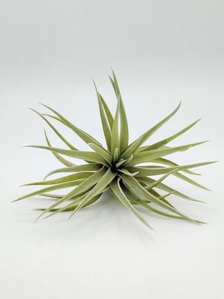 Tillandsia Plagiotropica clavel aire planta aerea
