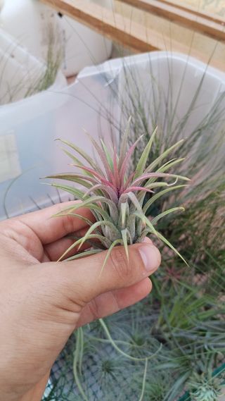 Tillandsia Ionatha clavel aire planta aerea