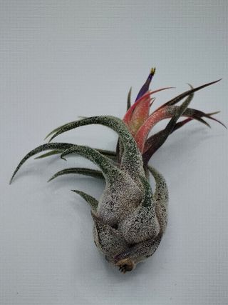 Tillandsia pruinosa clavel de aire planta de aire