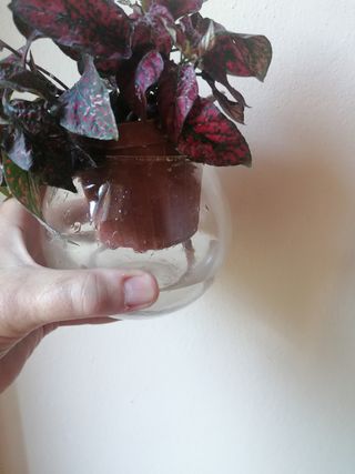 Kit coltivazione idroponica