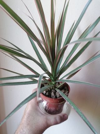 Kit idroponica vetro e plastica