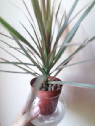 Kit idroponica vetro e plastica