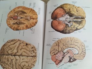 Libro antiguo de Ciencias Naturales Editorial Ecir