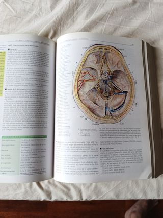Anatomia 4b* Ed. - Estructura y Morfologia del ...