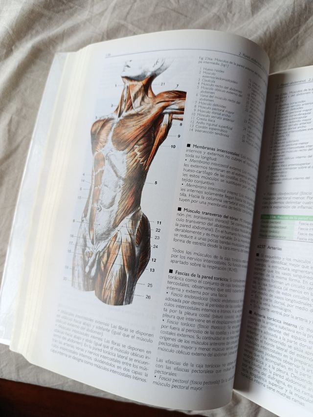 Anatomia 4b* Ed. - Estructura y Morfologia del ...
