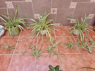 Plantas de araña