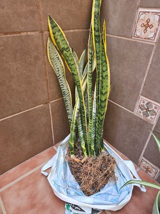 Planta Sansevieria Lengua de Suegra
