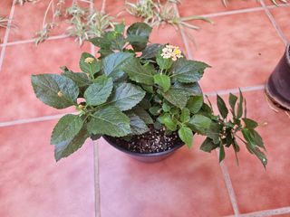 Planta de interior con flores