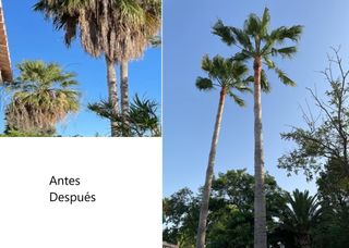 Jardinero profesional se ofrece para poda .