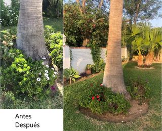 Jardinero profesional se ofrece para poda .