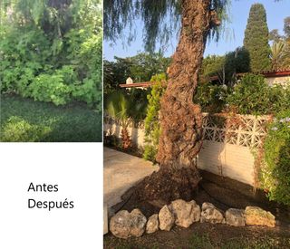 Jardinero profesional se ofrece para poda .