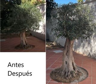 Jardinero profesional se ofrece para poda .