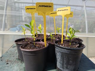 PLÁNTULAS DE MANDARINO (7-10 CM)