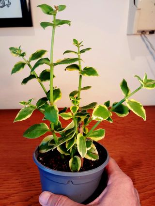 Planta.Crassula Sarmentosa Variegata.
