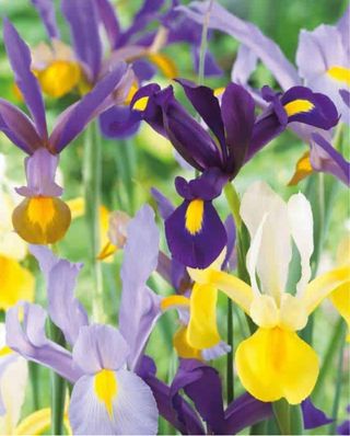 20 bulbi Iris Hollandica colori misti