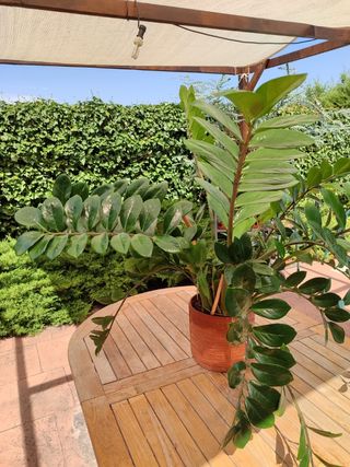 Zamioculcas Zamiifolia en maceta de barro 25cm ø