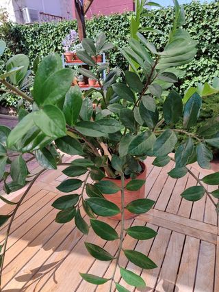 Zamioculcas Zamiifolia en maceta de barro 25cm ø