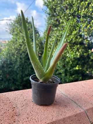Aloe Vera Planta Varias Medidas