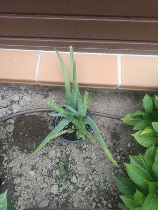 Planta de Aloe Vera en Maceta