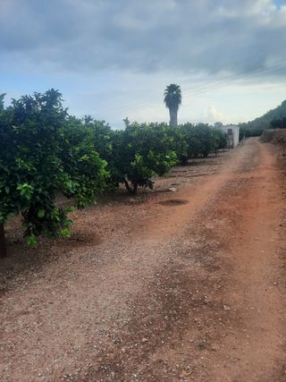 Terreno de naranjos Navelina en venta