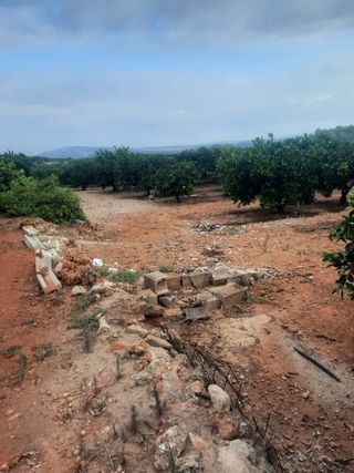 Terreno de naranjos Navelina en venta