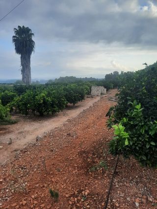 Terreno de naranjos Navelina en venta