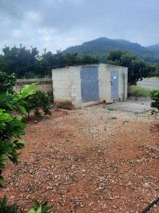 Terreno de naranjos Navelina en venta