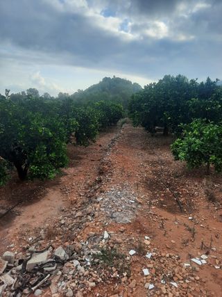 Terreno de naranjos Navelina en venta